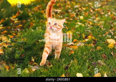 Defocus red kitten in autumn park. Young cat with brown eyes, playing in autumn leaves kitten in yellow leaves. Out of focus. Stock Photo