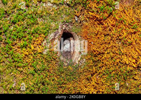 Bird nest in the tree trunk . Bird home in nature Stock Photo