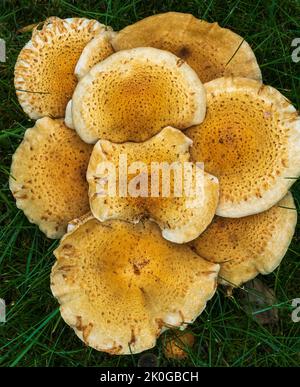 Shaggy Scalycap Mushroom in Alaska Stock Photo