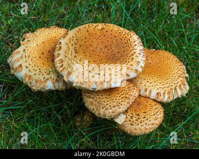 Shaggy Scalycap Mushroom in Alaska Stock Photo