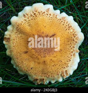 Shaggy Scalycap Mushroom in Alaska Stock Photo