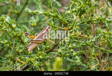 Close-up of a grasshopper sitting in the grass Stock Photo
