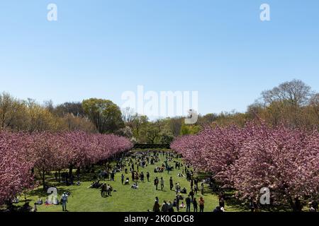 Brooklyn, NY - April 30 2022: Blooming trees in Botanical Garden in spring season. Sunny day and nature Stock Photo