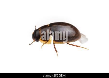 Water Scavenger Beetle (Enochrus sp.) isolated on white background. Stock Photo