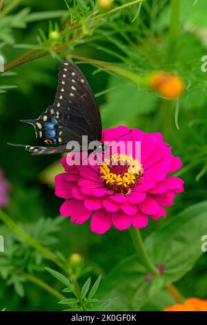 Zinnia with Black Swallowtail in August garden Stock Photo