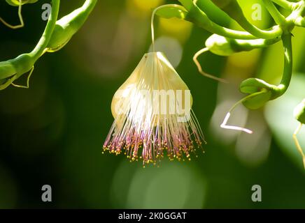 A sea poison tree (barringtonia asiatica) flower hangs in the morning sunlight at a botanical garden in the Florida Keys Stock Photo
