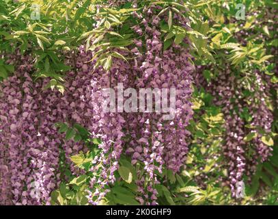 Close up blossoming wisteria vivid pink flowers on defocused natural leaves and blue sky background. Shallow DOF. Selective focus. Copy space. Stock Photo