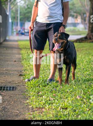 Dog Rottweiler standing next to man owner, outdoor in the park. Walk the dog concept. Stock Photo