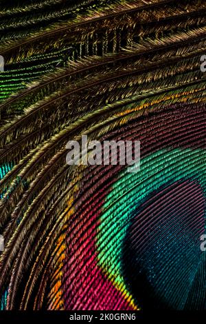 Beautiful and colorful peacock bird feather closeup abstract lines pattern texture natural background, Beautiful bright color contrast concept. Stock Photo