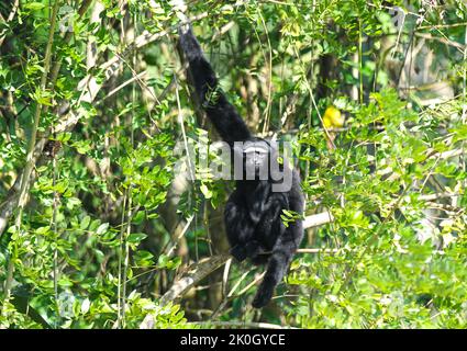 Hoolock Gibbon sitting on a branch Stock Photo