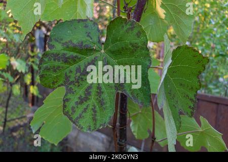 A vine leaf that has some brown spots on it close up - concept for growing a vineyard at home Stock Photo