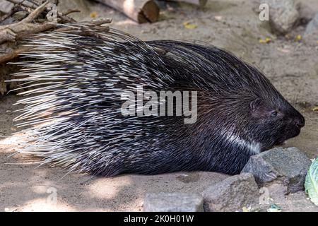 Porcupine rodent with coat of sharp spines or quills for predators protect. Stock Photo