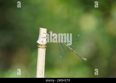 Willow Emerald Damselfly (Chalcolestes viridis or Lestes viridis). Family spreadwings (Lestidae). On the top of a bamboo stock. Summer, September. Stock Photo