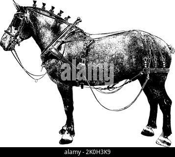 Percheron horse in driving tack in black on white background Stock Vector