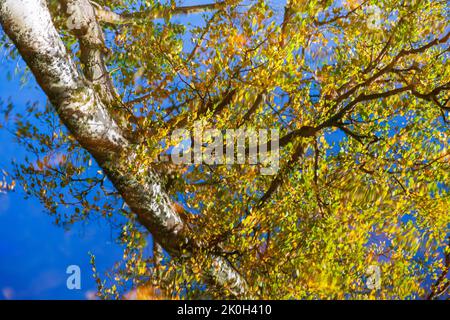 Reflection of a birch tree with autumn colors in the water Stock Photo