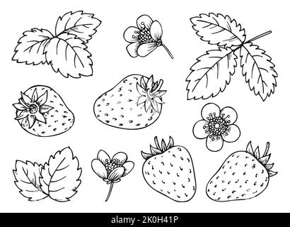 Strawberry floral elements black line set. Hand drawn berries leaves flowers for children and adult coloring book, scrapbooking, nail stamps, laser engraving, foil diy badge pins, eco tag label Stock Vector