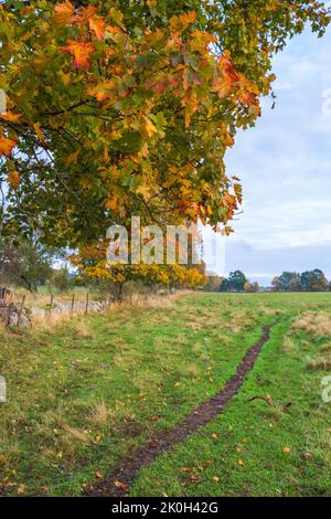 Footpath on a meadow with autumn colors in a maple tree branch Stock Photo