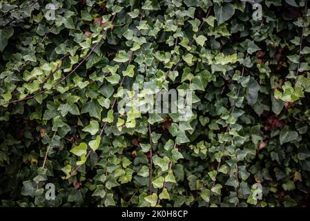 Canary Ivy leaves background. Long branches with abundant green foliage Stock Photo