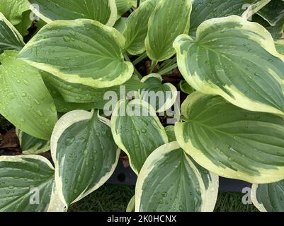 Close up of the variegated leaves of Hosta So Sweet seen in the garden in the UK. Stock Photo