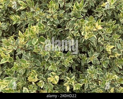 Close up of the variegated plant Myrtus communis subsp. tarentina Microphylla Variegata seen in the garden in the UK in late summer. Stock Photo