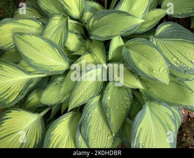 Close up of Hosta June plant seen in the garden in the UK in late summer. Stock Photo