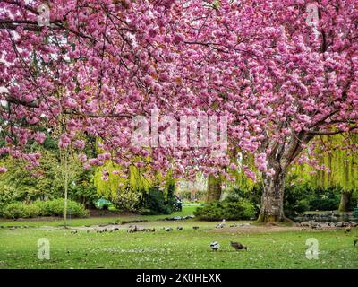 The view of ducks perching under the pink blossoming trees at the park on a sunny spring day Stock Photo