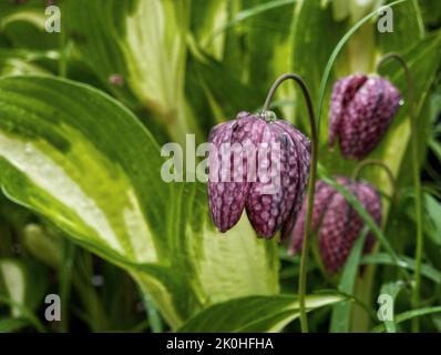 The close-up view of snake's head fritillary flower plants before the green leaves Stock Photo