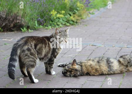 A beautiful shot of two cats playing together outdoors Stock Photo