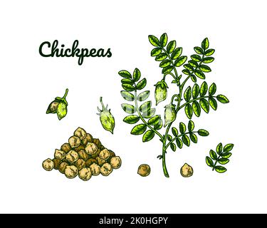 Set of chickpeas design elements. Hand drawn colorful botany collection. Vector illustration in sketch stile Stock Vector