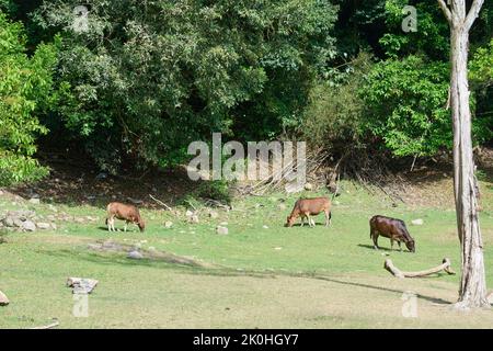 Three brown cows, Bos taurus, pasturing in a field Stock Photo