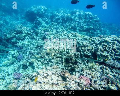 Shoal of tropical bluespotted cornet fish, smooth cornet fish or smooth ...