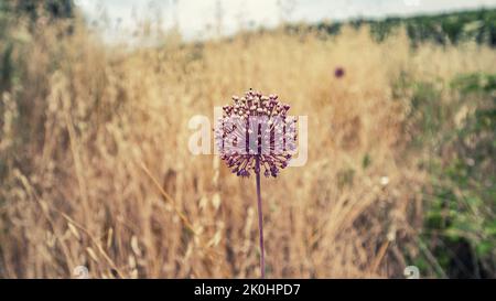 A purple wild leek growing on a field against a blurred background Stock Photo