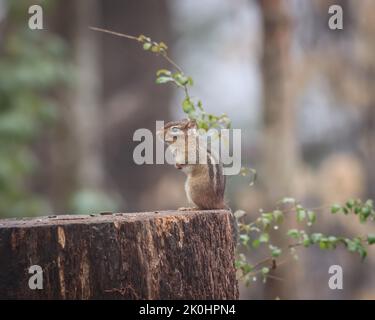 A closeup of an eastern chipmunk, Tamias striatus on a stump. Stock Photo