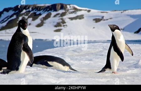 A beautiful shot of Adelie penguins chilling in the sun on King George Island, Antarctica Stock Photo