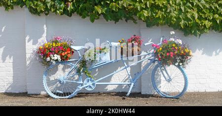 Blue Tandem Bicycle built for two holds flower baskets filled with colourful summer flowering bedding plants leans on pavement cottage wall Norfolk UK Stock Photo