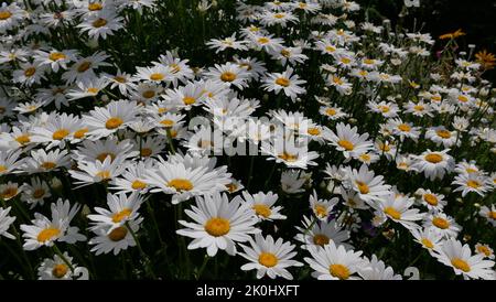 Beautiful English daisies with white petals and dark yellow stamens Stock Photo