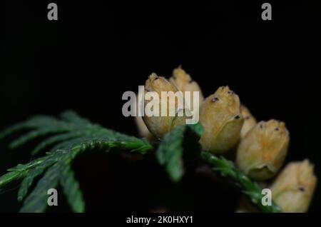 Thuja nuts, Thuja fruits Stock Photo