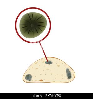 The cladosporium mold on the loaf, set isolated on white background. Stock Vector