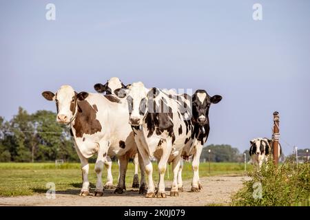 Playful cows in a group of four, bunch in a green field blue sky, close together, safe and happy Stock Photo