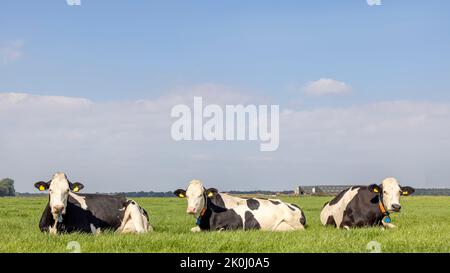 Three cows lying down in a field, 3 happy and relaxed fleck vieh, in a pasture under a blue sky and horizon over land Stock Photo