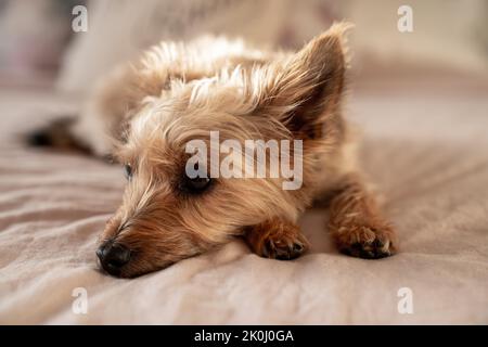 Cute small dog relaxes in sunlight on a bed. Closeup Stock Photo