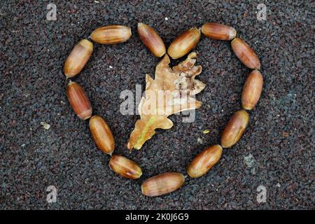 autumn composition heart of acorns. fallen oak leaf Stock Photo