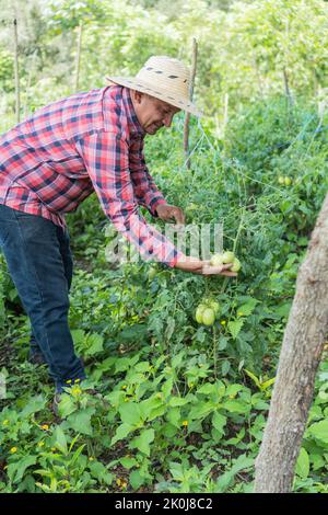 Smiling worker examining tomato plants in the field. Stock Photo