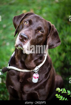 Portrait of a pretty  brown chocolate labrador retriever in the summer garden. Pet concept. Selective focus. Stock Photo