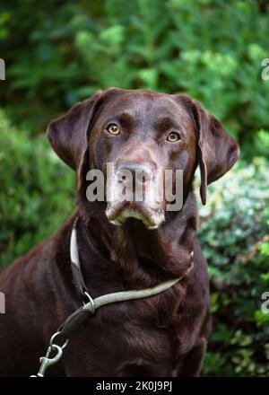 Portrait of a male brown chocolate labrador retriever with serious face in the summer garden. Pet concept. Selective focus. Stock Photo