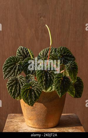 Closeup view of beautiful green peperomia caperata or emerald ripple peperomia in clay pot, isolated outdoors on wooden background in bright sunlight