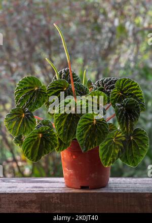 Close-up view of green peperomia caperata aka emerald ripple peperomia, in natural sunlight isolated on natural outdoor background