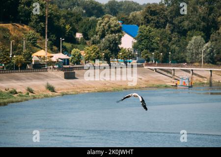 Rechytsa, Belarus. Adult European White Stork - Ciconia Ciconia Flying Above City Embankment. White Stork Flies With Its Wings Spread Out. Migratory B Stock Photo