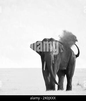 Asiatic Elephant mud bath. Jim Corbett National Park, India. Stock Photo