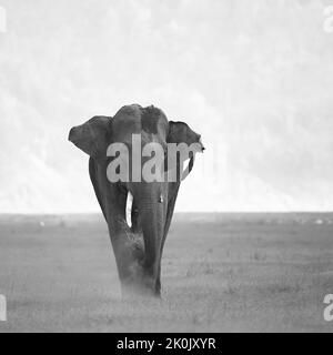 Asiatic Elephant mud bath. Jim Corbett National Park, India. Stock Photo